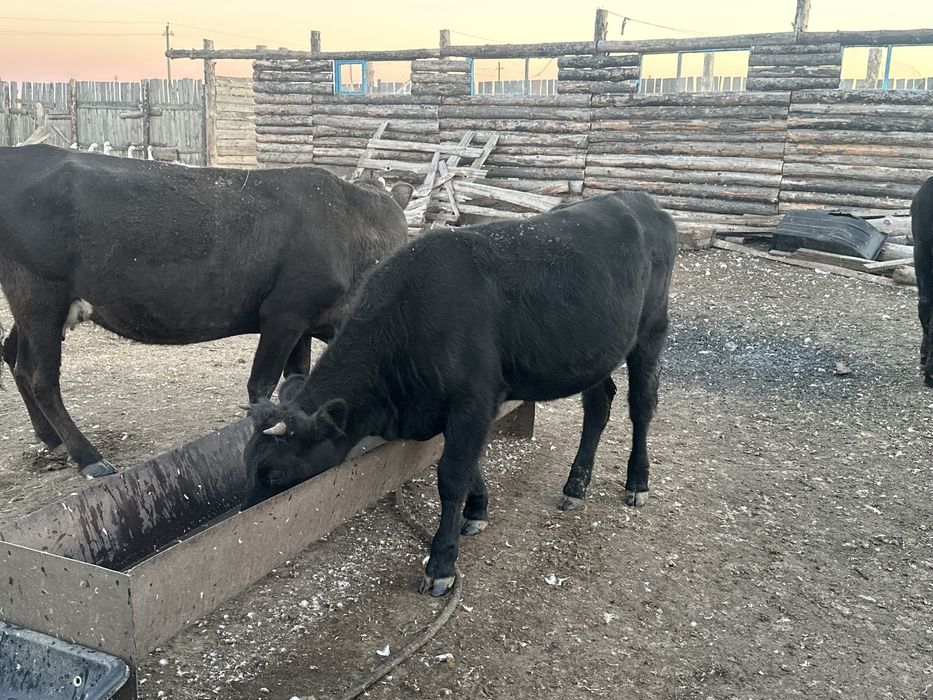 ародам   две полтарашки