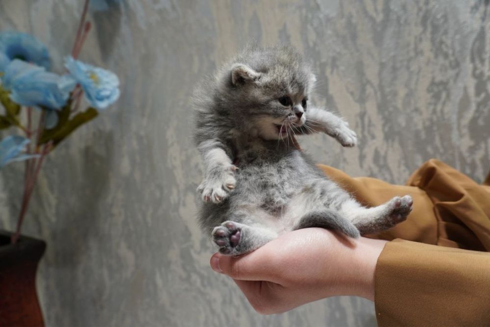 Пародистые котята Скоттиш фолд и страйт