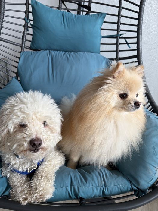 PetHotel Premium, servicii de cazare animale, caini