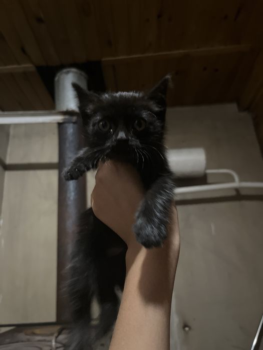 Котята сиамская и чёрная