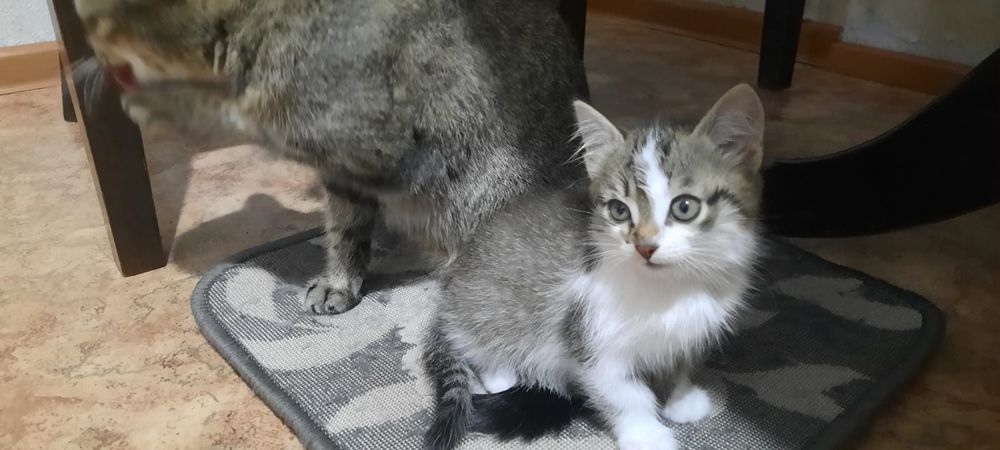 Отдам котят в хорошие руки