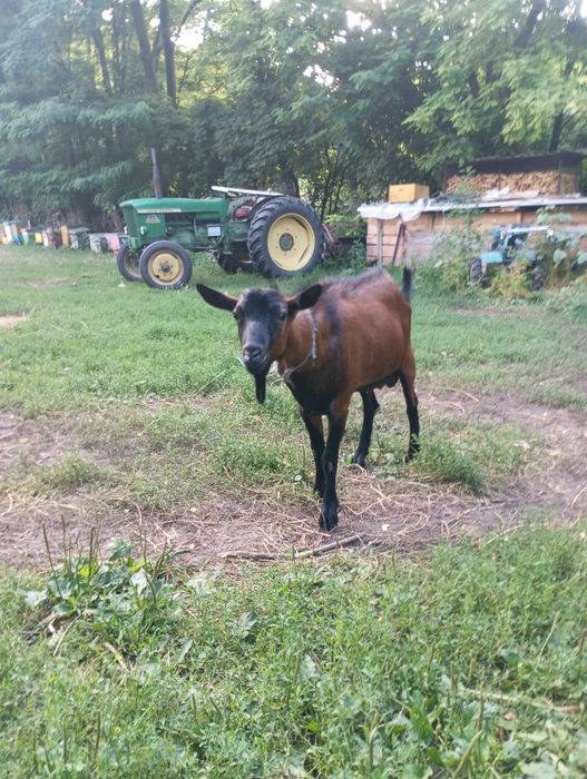 Țap alpin francez șut generic