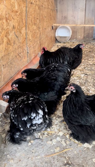 Familie Cochinchina Pitic negru/negru-bobat