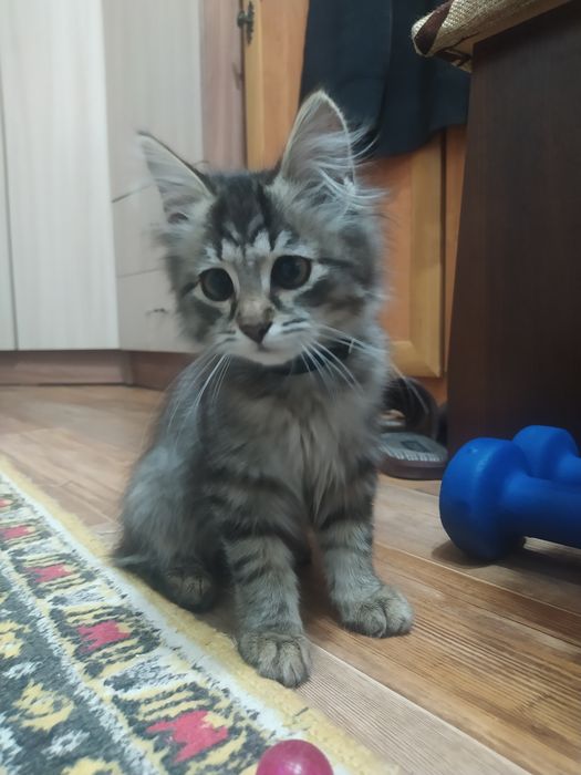 Отдаём котёнка в хорошие руки