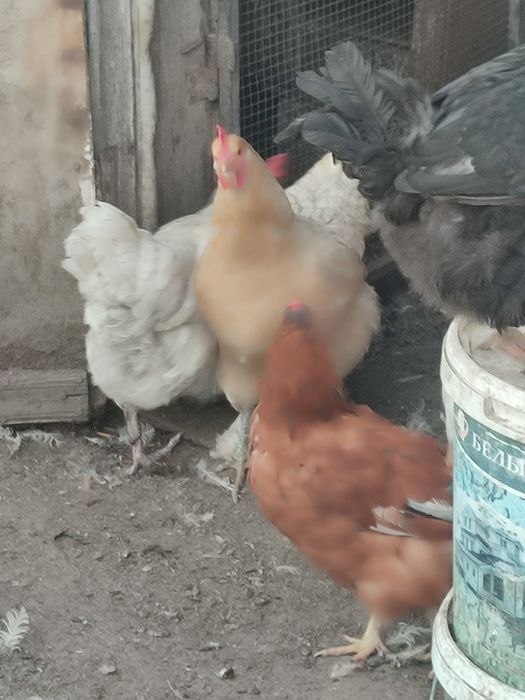 перепелиные и куриные яйца