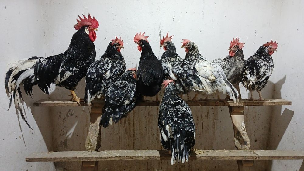 Cocosi de rasa ameraucana si italiana