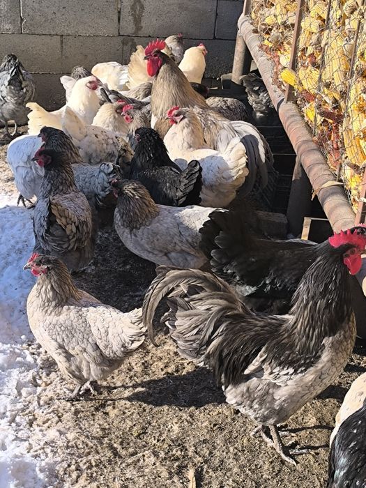 Ouă incubat australorp