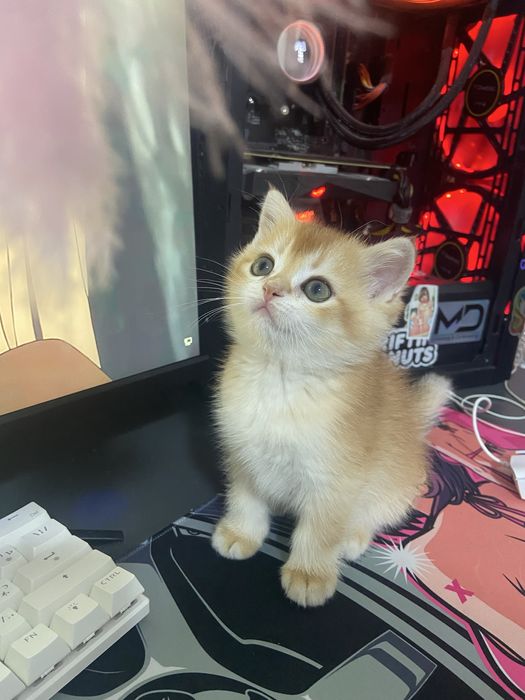 Котята золотые шиншиллы