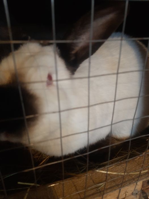 Кролик калифорния самка