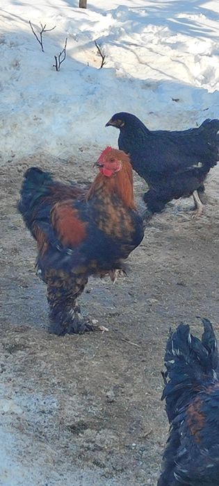 Петухи молодые майские.