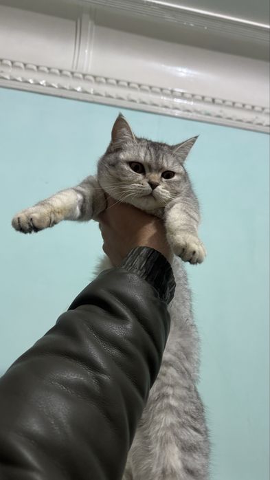 Britanskiy seribristaya shinshilla