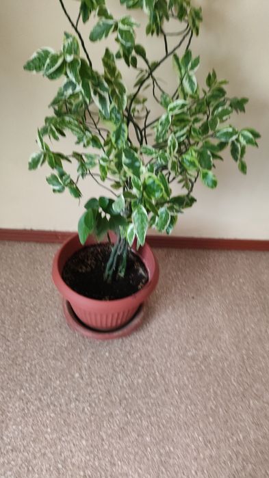 Комнатные цветы от 3000 тенге