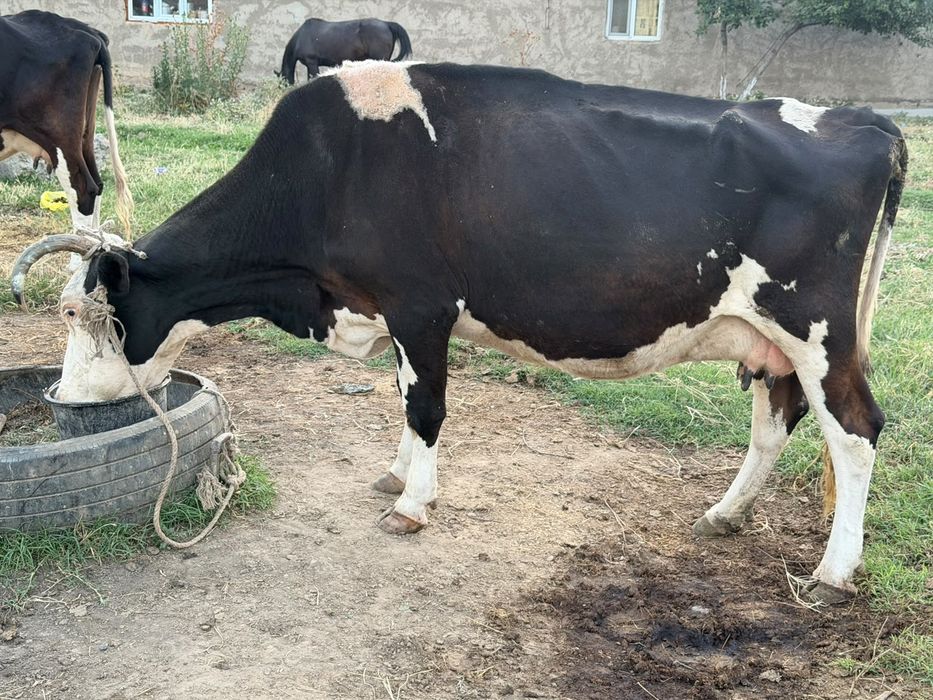 Бұзаулы сиыр,  еркек бұзау