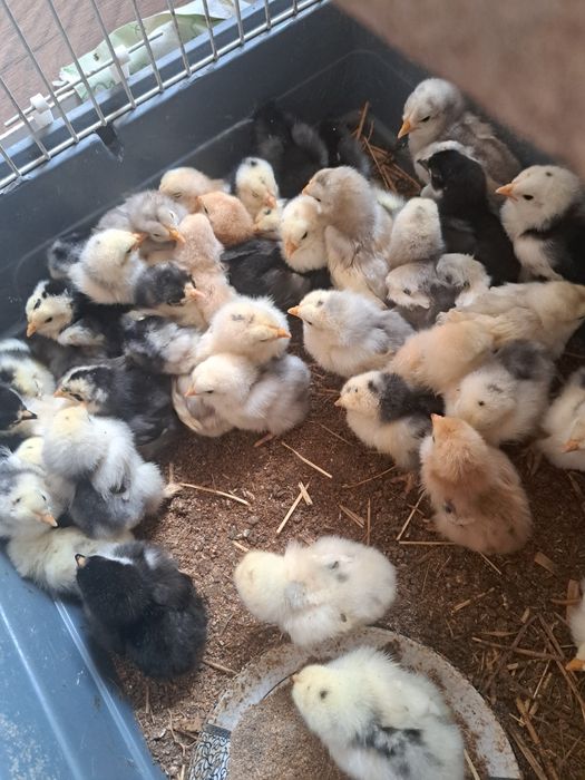 Pui cochinchina urias