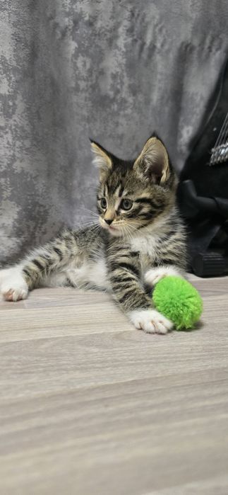 Отдам в добрые руки котят