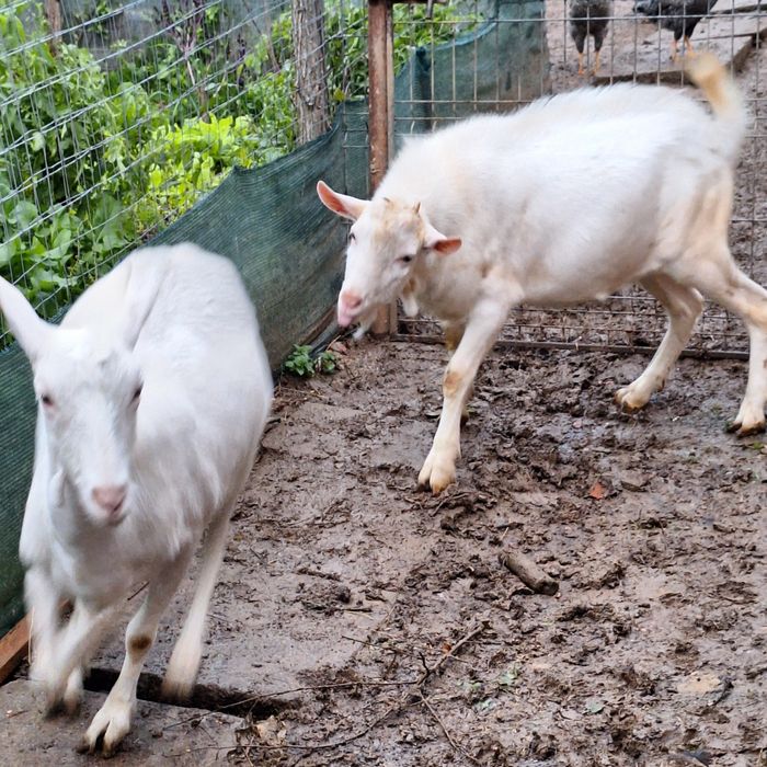 Vând țap rasa sannen