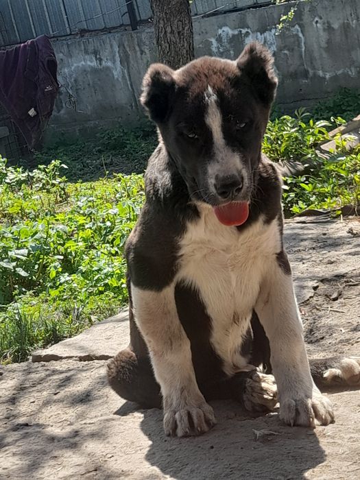 Кобели САО Алабай