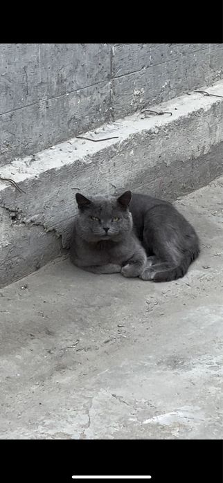 Статный британский кот в самые добрые руки!