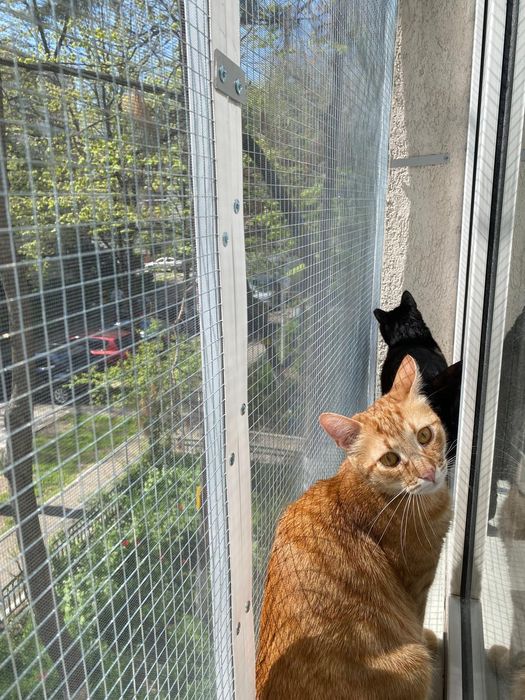 Plasa metalica pentru siguranța pisicutelor.