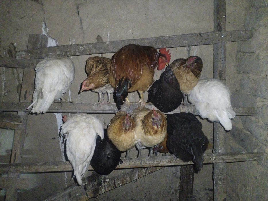 Продам хороших курей и цыплят