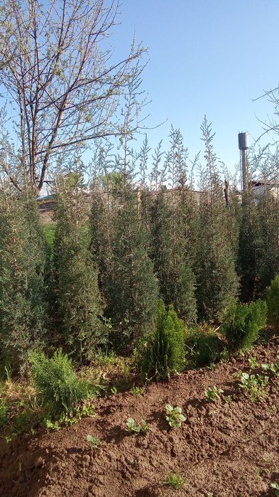 Yam-yashil koʻchatlar bor 4 yilik