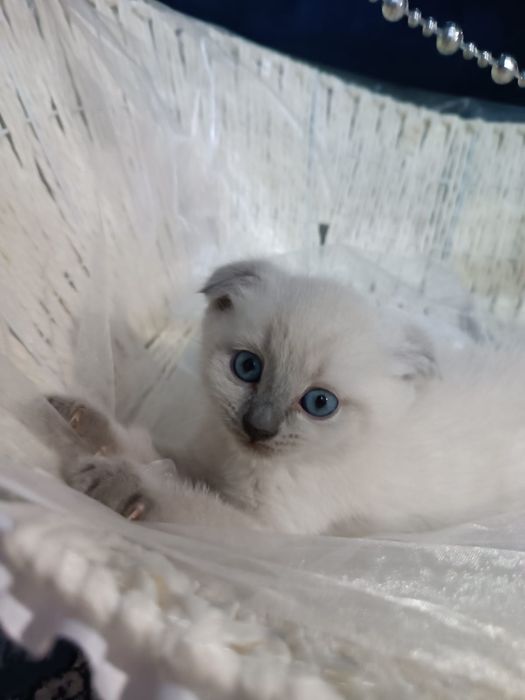 Котята 1.5 месяц