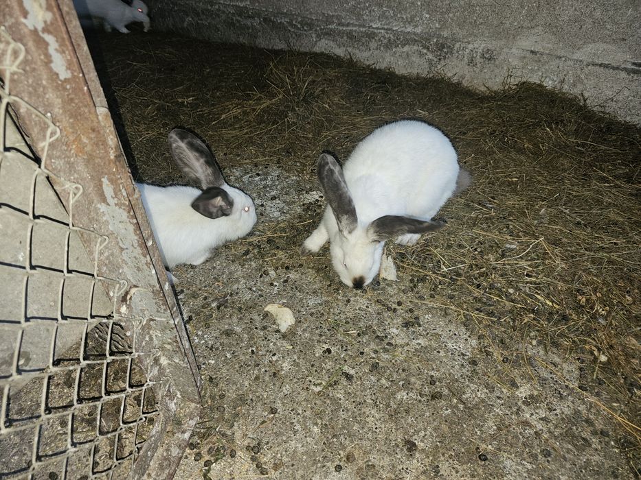 Iepuri Uriaș de Transilvania