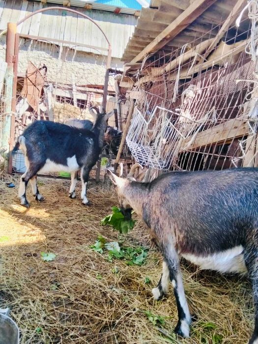 Продам Альпийских коз