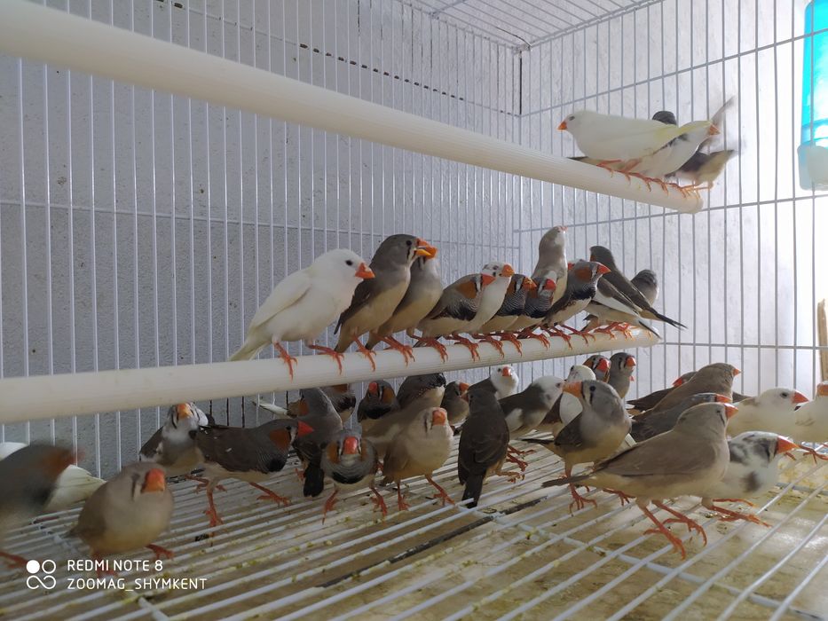 Зебровая амадина