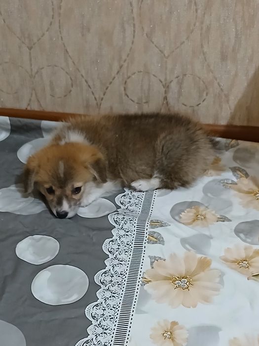 Продам собаку породы корги