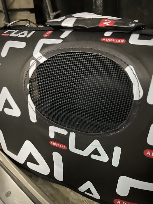 scottish fold sotiladi