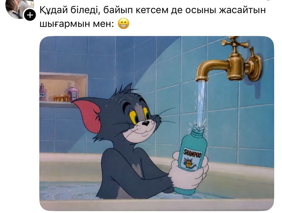 Мысықтың марғаулары