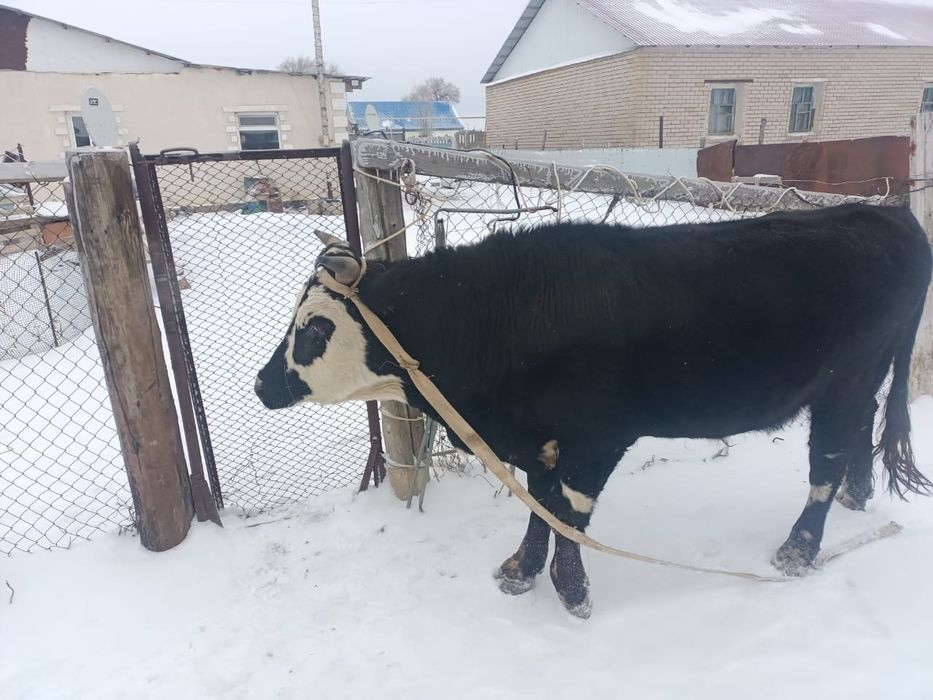 Продается быки. Букалар сатылады