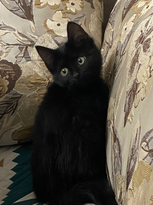 Срочно ищем дом для двух котят