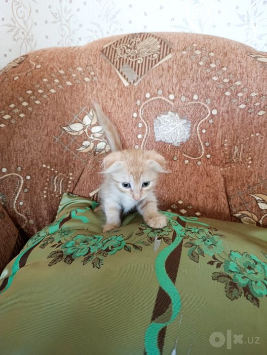 Вислоухие котята