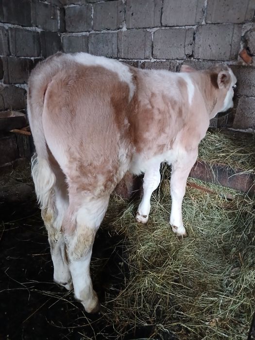 Vând tauras baltata romaneasca