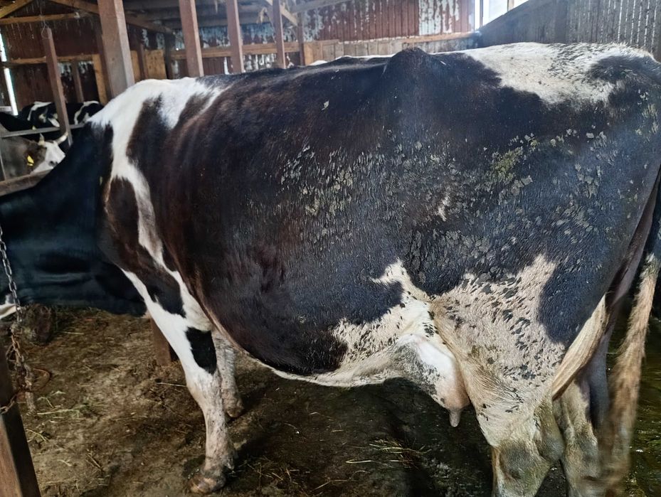 Vand vaca de 700 de kg