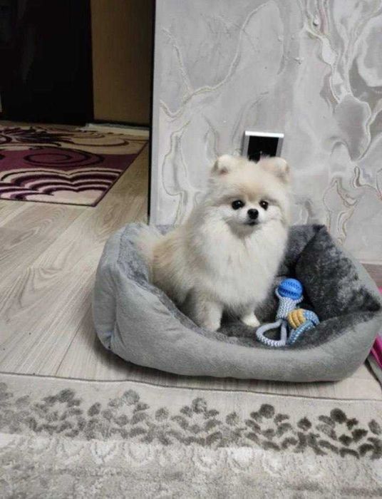 Отдадим шпица в добрые руки