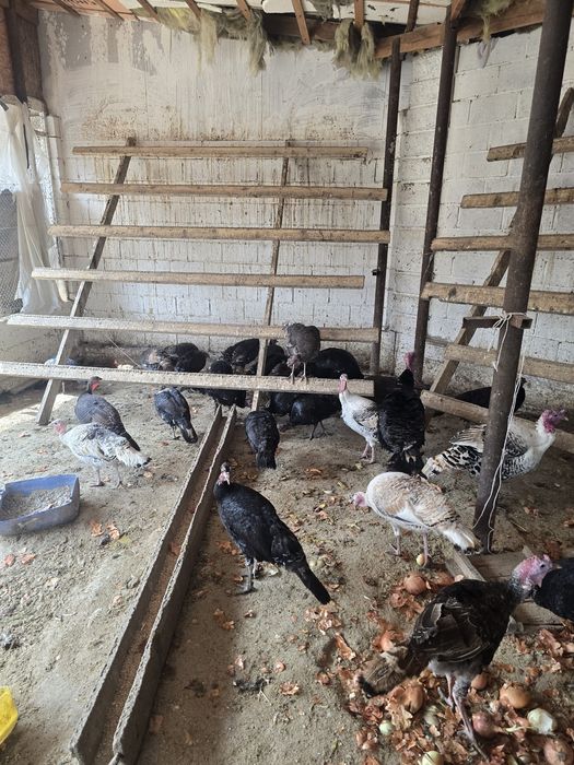 Индюк тер сатылады