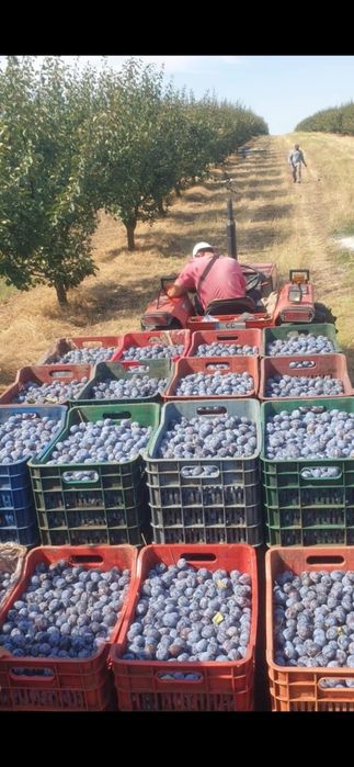 Prune coapte pentru țuică – calitate garantată