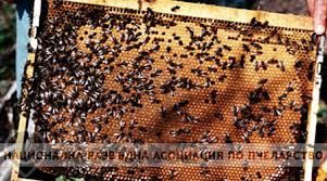 Продавам пчелни Отводки и пчелни майки