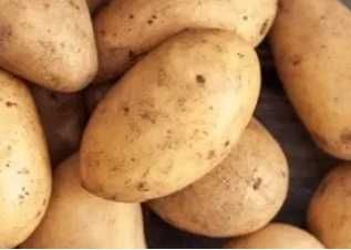 Cartofi mari pentru mancare + mici pentru animale
