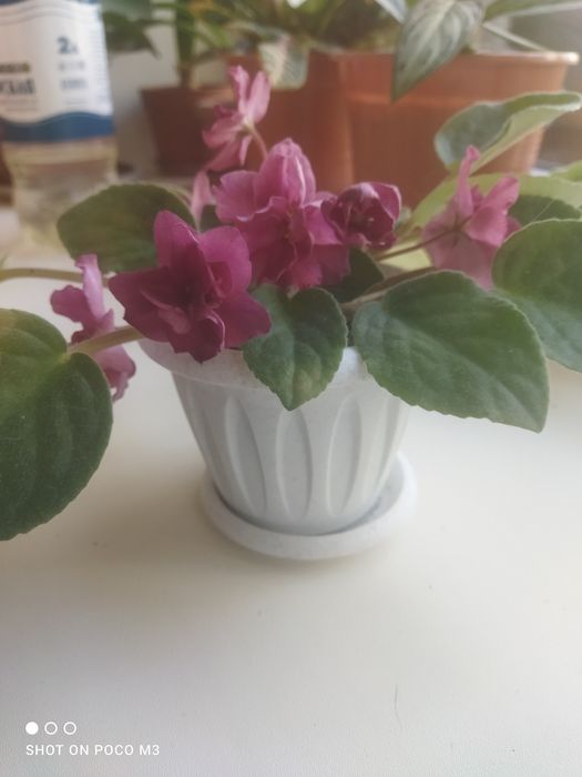 Фиалка  цветок..