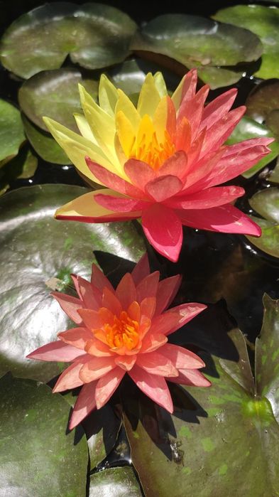 Водяные лилии, нимфеи, кувшинки