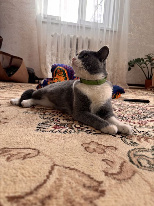 Отдам кошек крысоловки