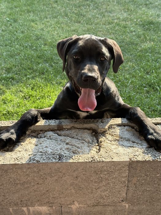 Donez metis Cane Corso