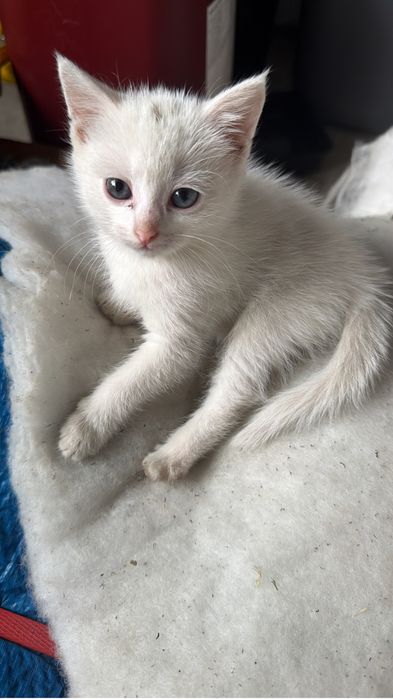 Отдам белого котенка в добрые руки