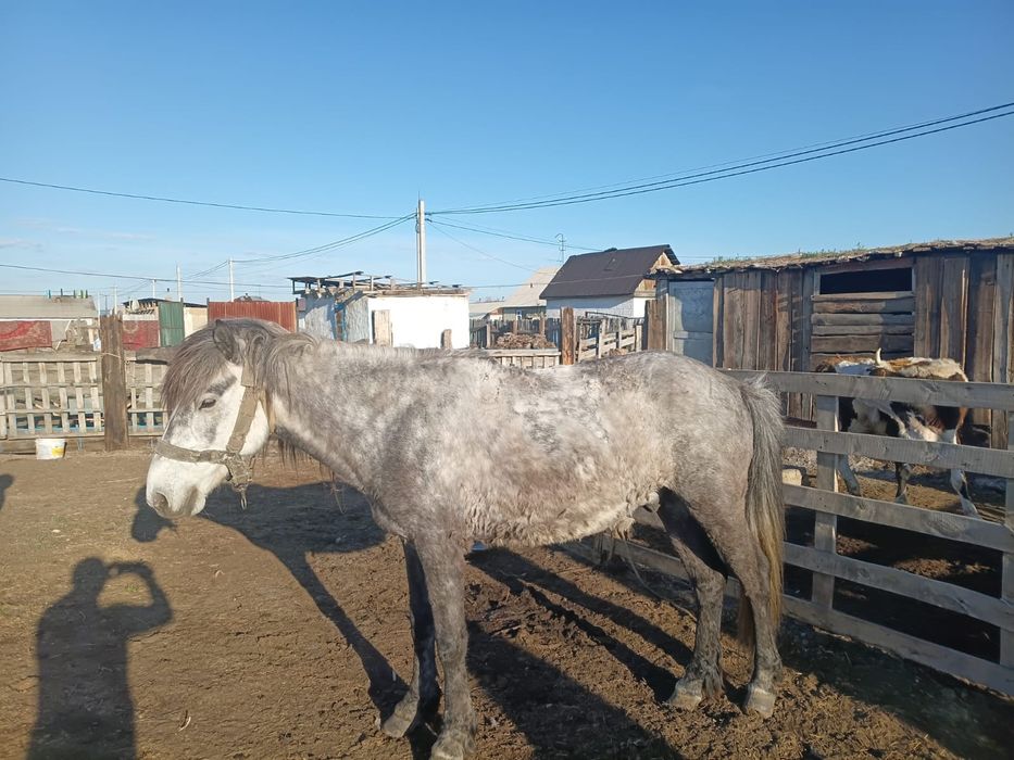 Семіз, ат сатылады, бағасы 600 000 теңге, Водный, Массив 889,