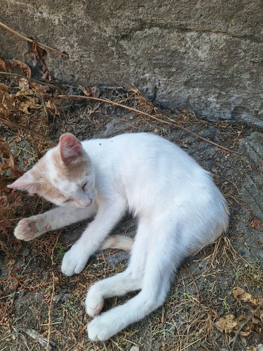 Подарявам 2 котета