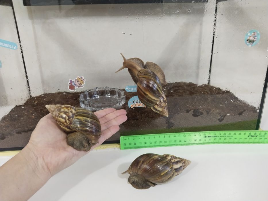 Улитка Ахатина ретикулятор